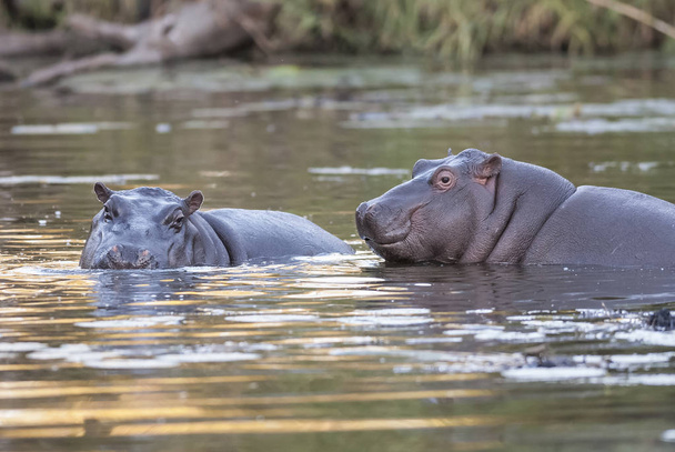 Hippos na natureza selvagem, África do Sul
 - Foto, Imagem