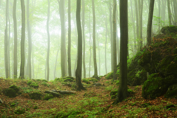 Прекрасный туманный осенний лес утром
 - Фото, изображение