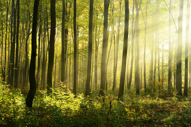bela manhã com sol na floresta de outono
 - Foto, Imagem