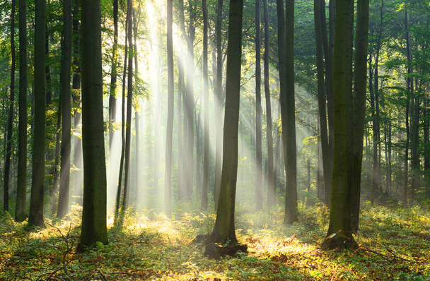 красивий ранок з сонячним світлом в осінньому лісі
 - Фото, зображення