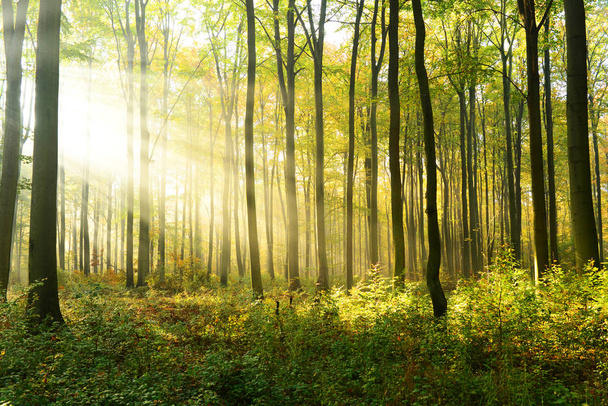 beautiful morning with sunshine in autumn forest - Photo, Image