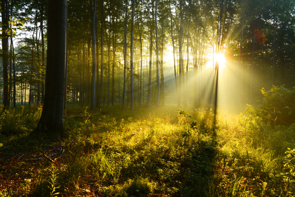 bellissimi raggi di sole mattutini nella foresta autunnale
 - Foto, immagini