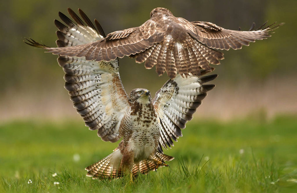 Két harci fészkét  - Fotó, kép