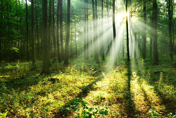 beaux rayons de soleil matinaux dans la forêt d'automne
 - Photo, image