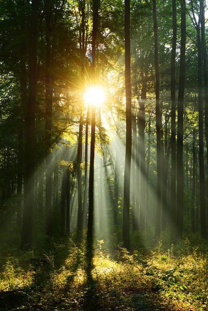 красивое утро с солнечным светом в осеннем лесу
 - Фото, изображение