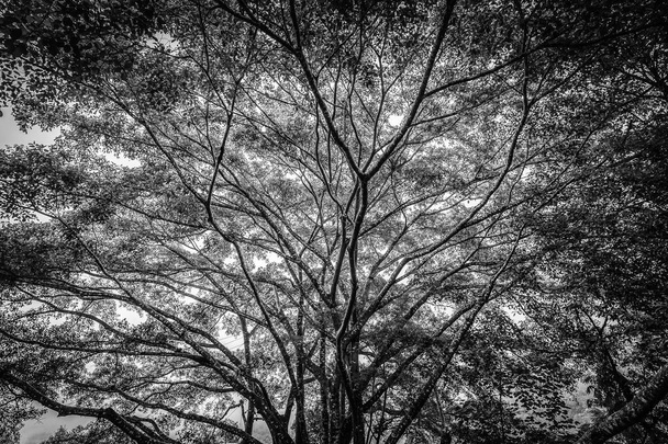 Чорно-біла сцена старого великого дерева, що має широкі і довгі гілки
. - Фото, зображення