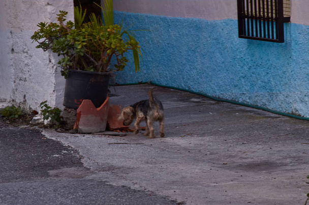perrito oliendo una maceta cerca de casa - Fotografie, Obrázek