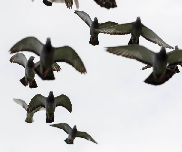 flock of flying speed racing pigeon bird against white sky - Фото, изображение