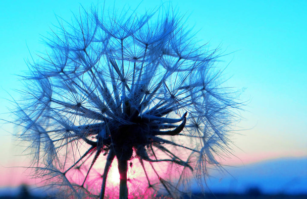   Синій абстрактний фон з текстури квітки кульбаби. Схід сонця. Екстремальний макрос. М'який фокус
. - Фото, зображення