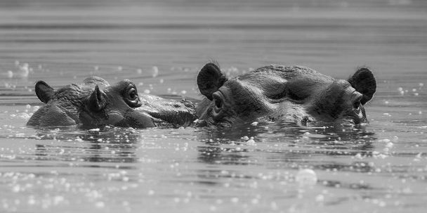 Бегемоты в дикой природе, ЮАР
 - Фото, изображение