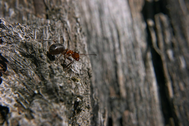 Hormiga en la roca, no mires atrás, escalando
 - Foto, imagen