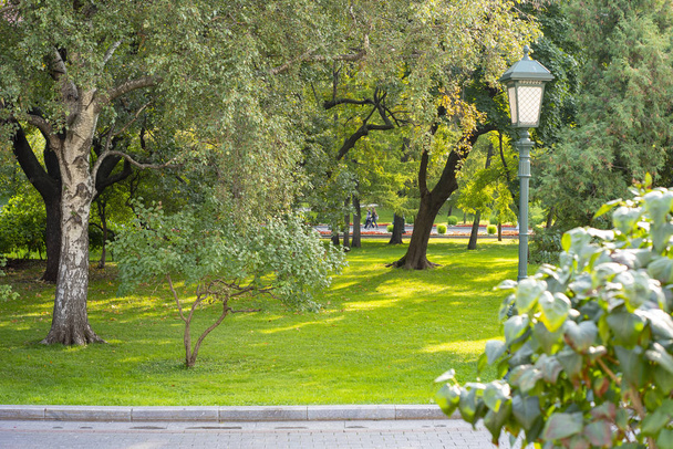 Город Московская область, Красивые деревья парка
. - Фото, изображение
