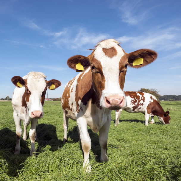 nuori punainen ja valkoinen holstein lehmät vihreä niitty alla sininen taivas aurinkoisena päivänä alanko
 - Valokuva, kuva