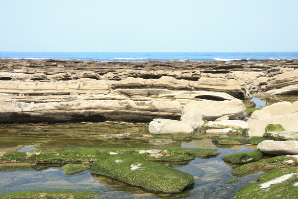 海藻と石 - 写真・画像