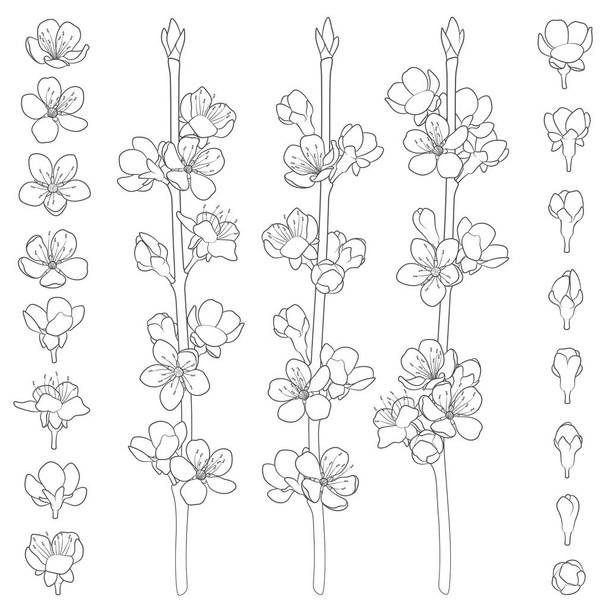 Set of black and white images with blossoming spring branches. Isolated vector objects on white background. - Vektor, obrázek