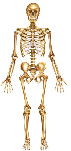Squelette vue de face
 - Photo, image