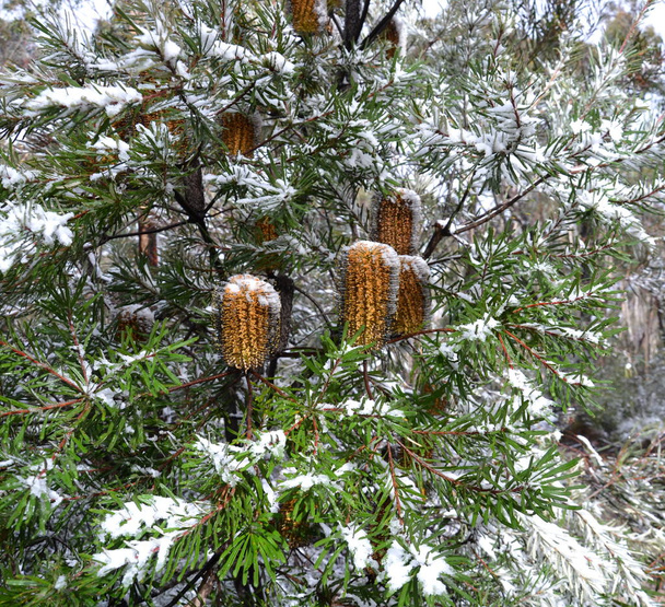 Closeup of orange bottle brush covered with snow. Native australian flower orange bottlebrush shrub flowering in winter time. Banksia ericifolia with orange flower. - Photo, Image