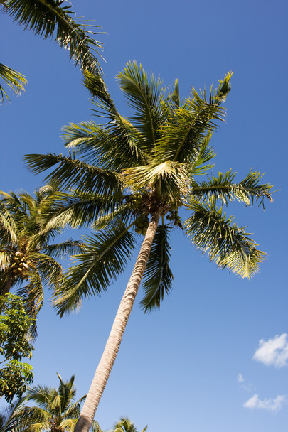 Palma pendente tropicale
 - Foto, immagini