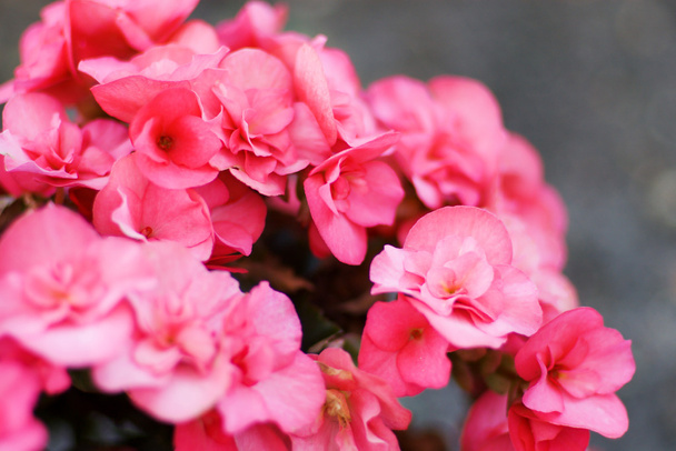 Pink begonia - Fotoğraf, Görsel