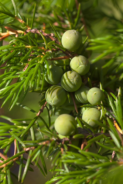 juniper with berries - Photo, Image