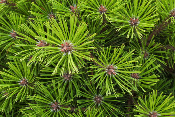 Pine needles background - Фото, изображение