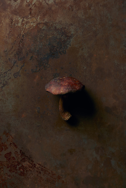 暗いグランジ面上未調理ヌメリイグチ属のキノコの上から見る  - 写真・画像