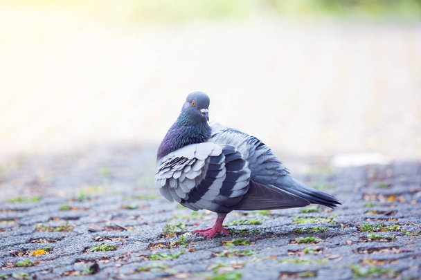 Taube frei zu Fuß entlang der Straße. es unter Sonnenlicht im Park und Mahlzeit finden. - Foto, Bild