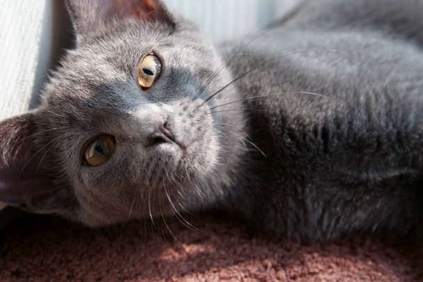 Szürke macska orosz Közelkép. - Fotó, kép