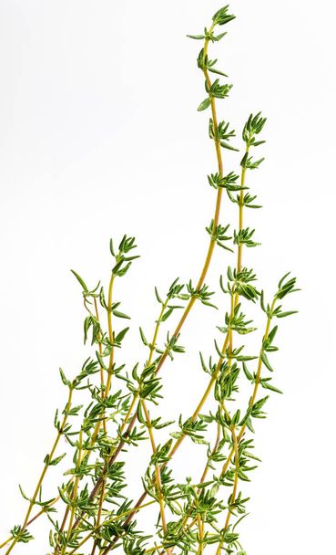 Bouquet of fresh and raw thyme. Isolated on white background. Ingredient of Mediterranean cuisine and healing home remedy. Home remedy healing, disinfectant, relieves breathing problems, with anti-aging flavonoids, for indigestion, strengthens the im - Photo, Image