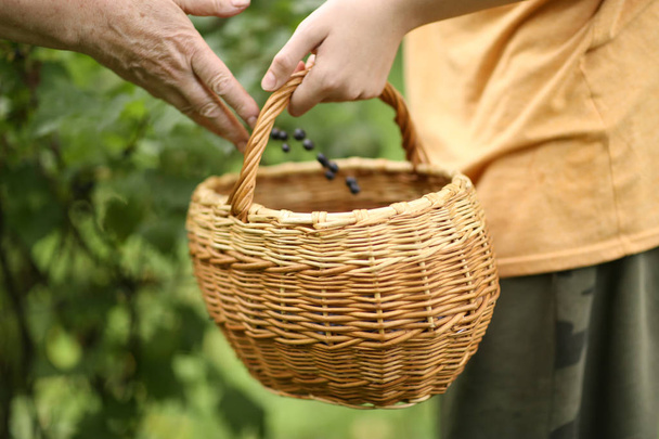 cesta y mano de la cosecha de grosellas negras bayas sobre fondo de jardín verde
 - Foto, Imagen