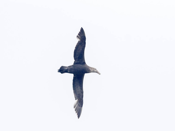 voando Petrel gigante do sul, Macronectes giganteus, Carcaça, Falkland / Malvinas
 - Foto, Imagem