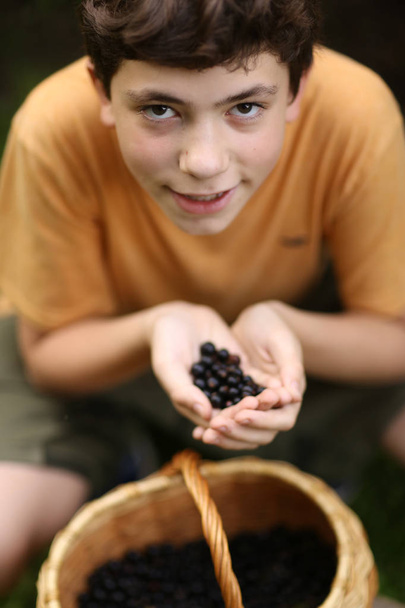Έφηβος αγόρι συγκομιδή μαύρη σταφίδα με καλάθι - Φωτογραφία, εικόνα