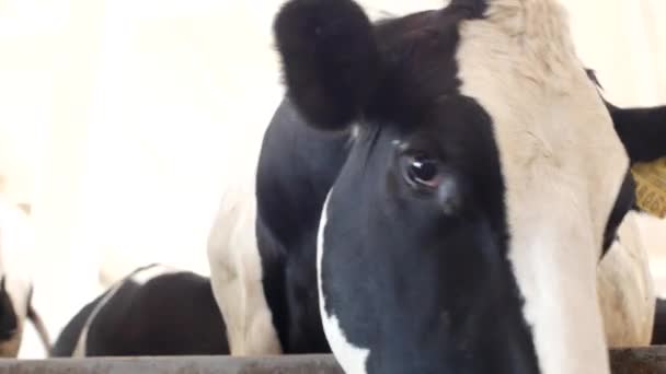A black cow with white spots stands in the barn and eats grass silage, close-up, cow muzzle, cow food and farming, cow face - Video