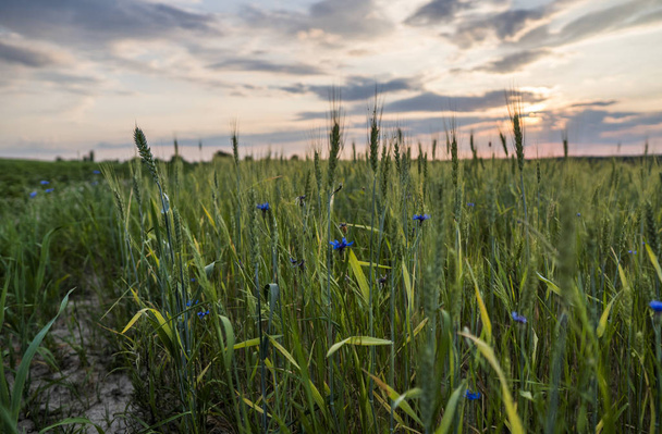 Hojas de trigo verde joven en un hermoso campo con cielo al atardecer. Trigo maduro de espigas. Agricultura. Producto natural
. - Foto, Imagen