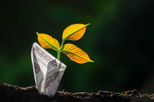Árvore de notas Imagem da nota bancária com planta crescendo no topo para negócios verde fundo natural economia de dinheiro e investimento conceito financeiro
 - Foto, Imagem