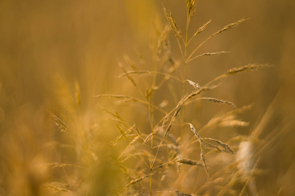 Yellow wheat ears on a field. Ripening ears wheat. Agriculture. Natural product. - 写真・画像