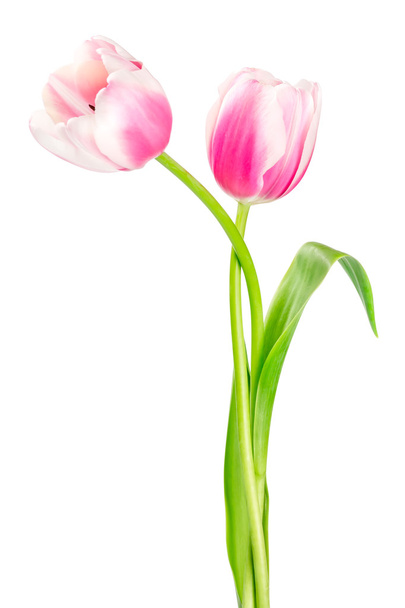 duas tulipas rosa
 - Foto, Imagem