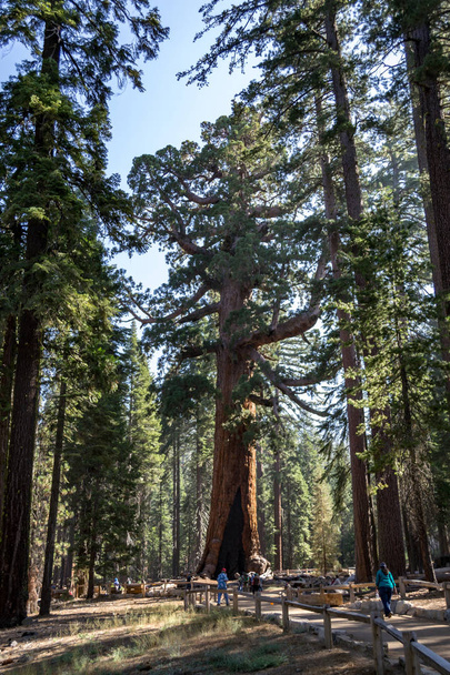 Mariposa Grove Yosemite National Park sisältää yli 100 kypsä Giant Sequoias
 - Valokuva, kuva