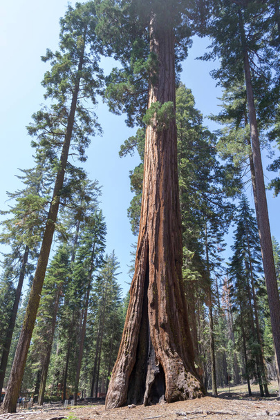 Mariposa Grove Yosemite National Park sisältää yli 100 kypsä Giant Sequoias
 - Valokuva, kuva