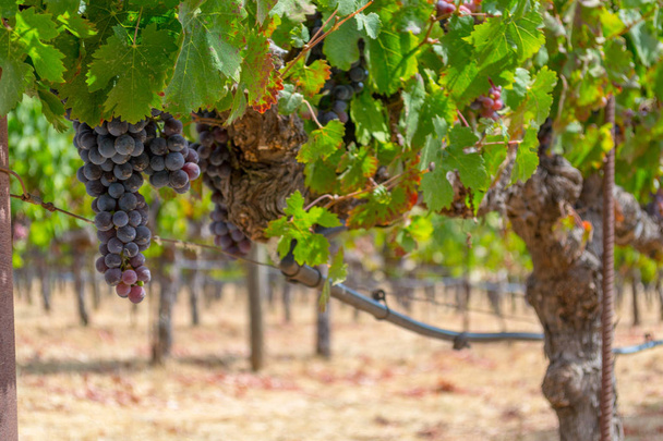Sonoma Vadisi dünyaca ünlü için onun şarap imalathaneleri olduğunu - Fotoğraf, Görsel