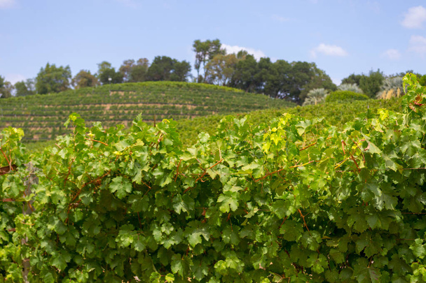 La vallée de Sonoma est mondialement connue pour ses vignobles
 - Photo, image