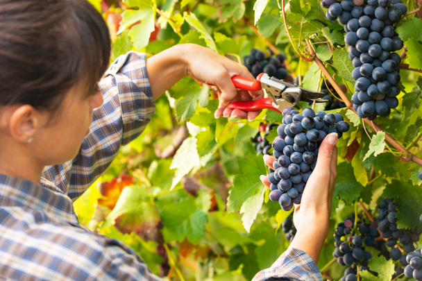 junge hübsche Frau pflückt Trauben reifer schwarzer Trauben an den Reben in einem Weinberg in Großaufnahme ihrer Hände und Gartenscheren - Foto, Bild