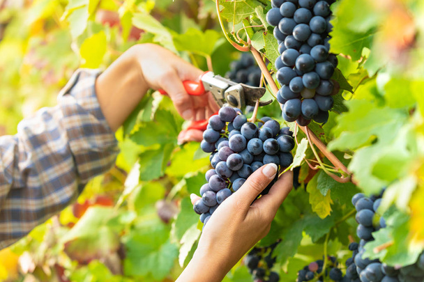 Femme récoltant des grappes de raisins noirs mûrs sur une ambiance d'automne dans un vignoble viticole dans une vue rapprochée de ses mains
 - Photo, image
