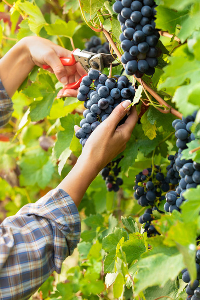 Женщина собирает гроздья спелого черного винограда на осенней вибрации в винограднике винодельни в крупном плане, глядя на свои руки
 - Фото, изображение