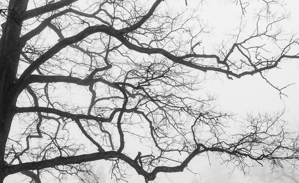 Fondo de siluetas de copa de árbol desnudo con ramas caprichosas, perspectiva baja
 - Foto, imagen