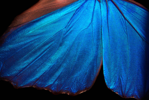     Ailes d'un papillon Morpho texture fond. Morpho papillon.                              - Photo, image