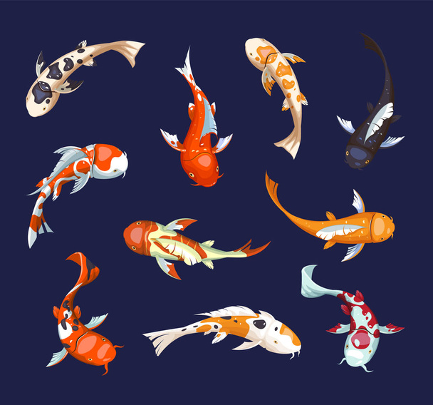 Set of koi carps. Koi japanese fish vector illustration. Chinese goldfish. Koi symbol of wealth. Aquarium illustration.   - Vector, Image