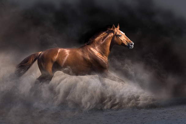 Stallone in movimento nella polvere del deserto sullo sfondo scuro
 - Foto, immagini