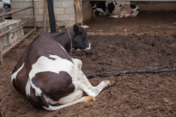 kráva, kterým se stanoví v kravíně - Fotografie, Obrázek
