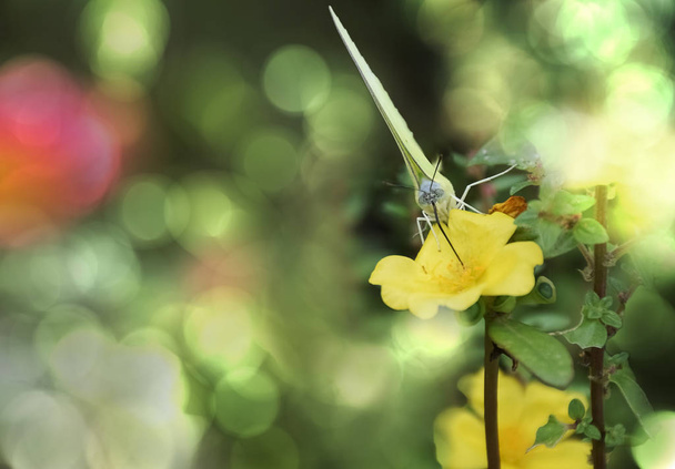 Mariposa sentada sobre flores para tomar néctar, miel usando su probóscis y sorber el líquido dentro de la flor
. - Foto, Imagen